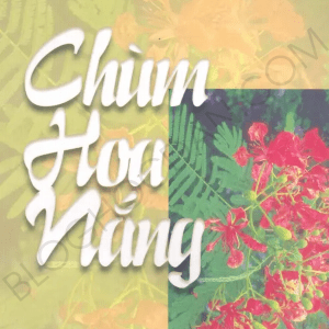 Chùm Hoa Nắng